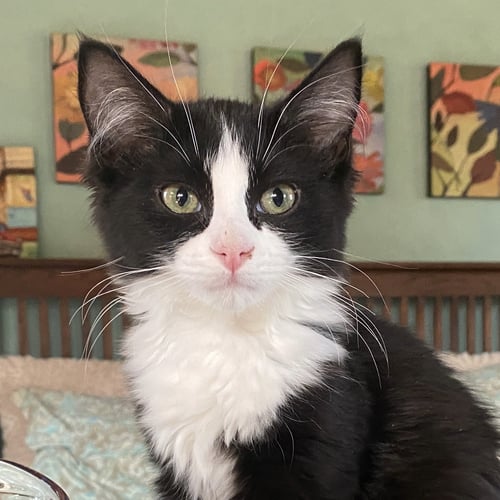 DAPHNE