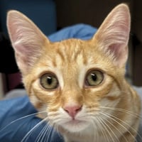 Tangelo - Photo 2