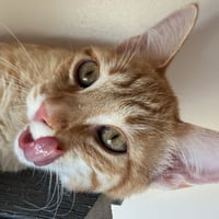 Tangelo - Photo 3