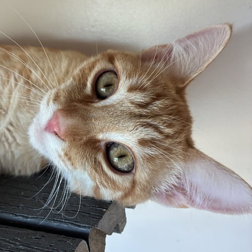 TANGELO - Domestic Short Hair available for adoption