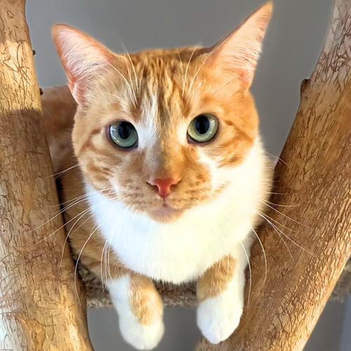 LUCIUS [AND CHAMISA] - Domestic Short Hair available for adoption