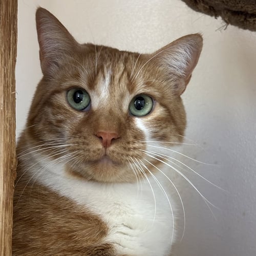 LUCIUS [AND CHAMISA] - Domestic Short Hair available for adoption
