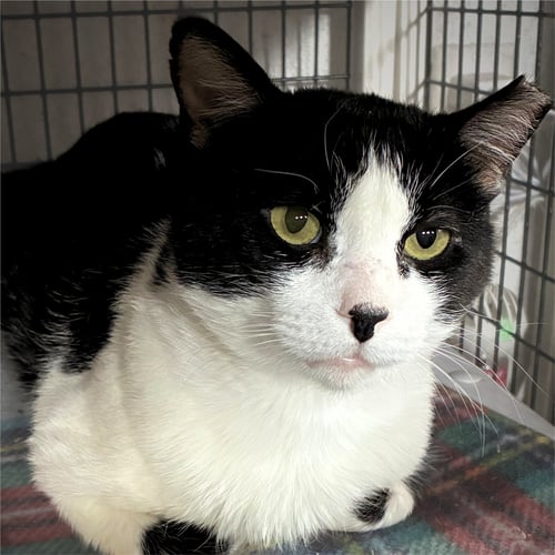 NOAH - Domestic Short Hair available for adoption