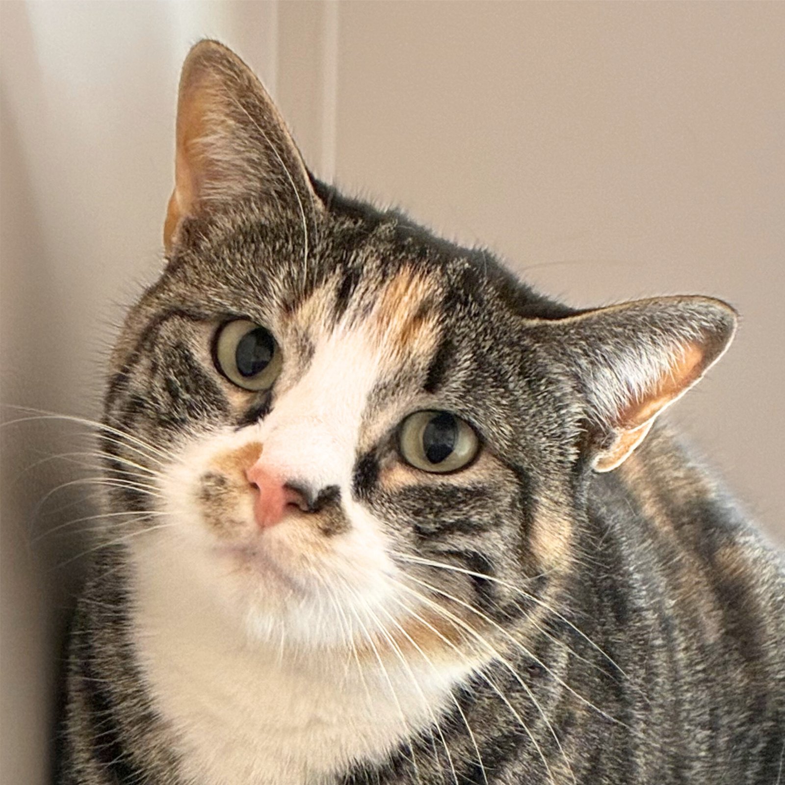 GEE WHIZ - Domestic Short Hair / Torbie available for adoption