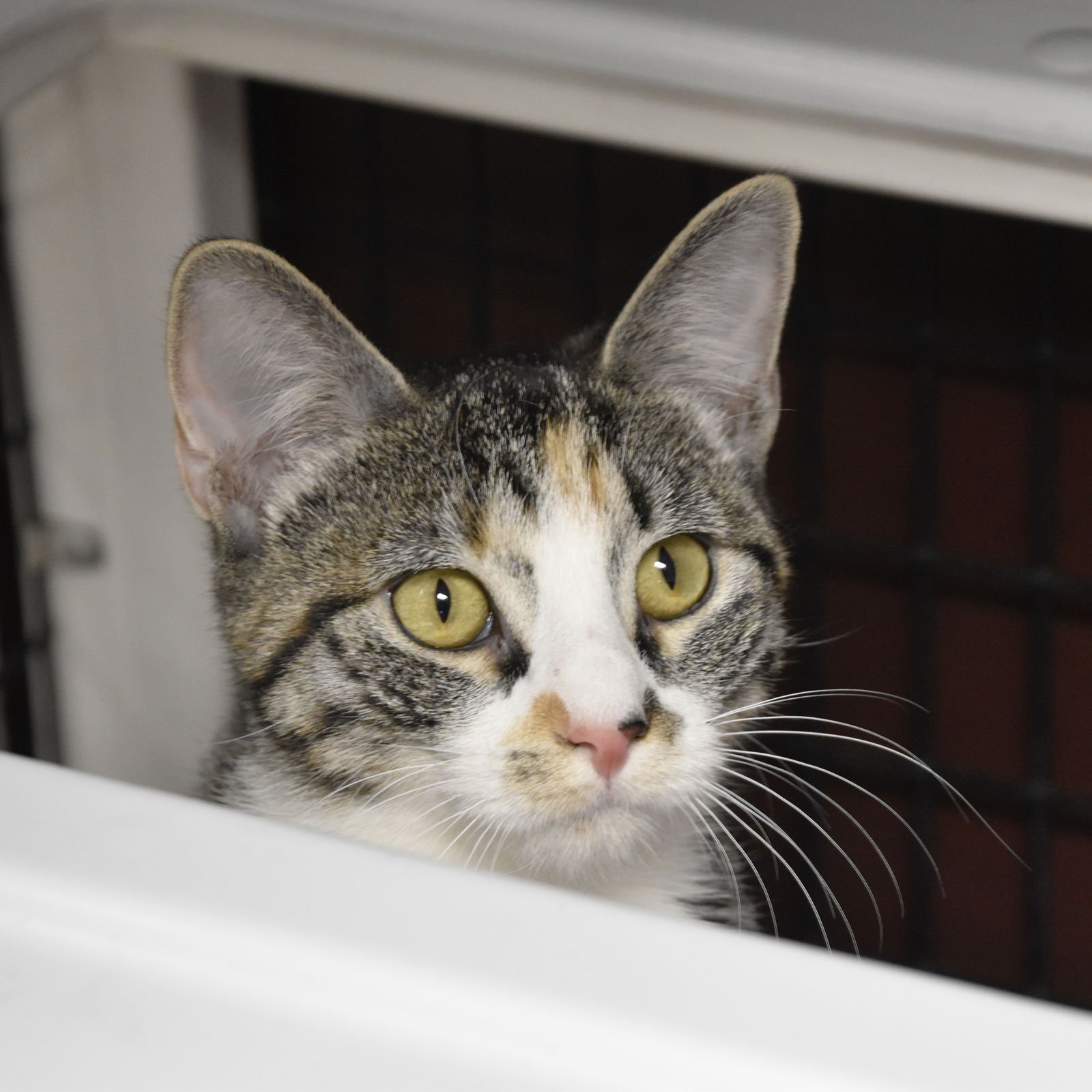 GEE WHIZ - Domestic Short Hair / Torbie available for adoption