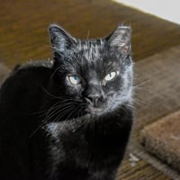 Yakko - Photo 4
