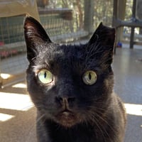 Yakko - Photo 1