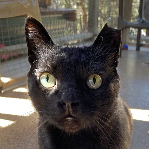 YAKKO - Domestic Short Hair available for adoption