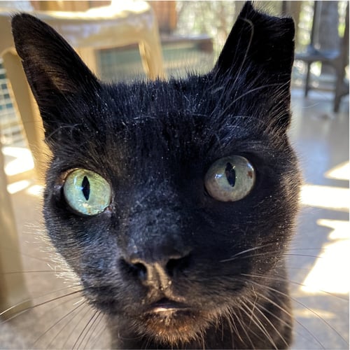 YAKKO - Domestic Short Hair available for adoption
