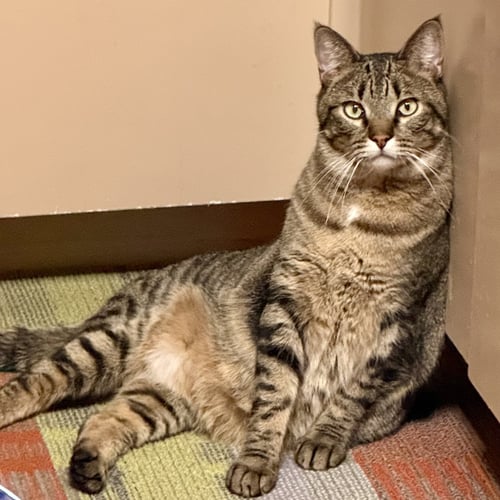 DUCK - Domestic Short Hair available for adoption