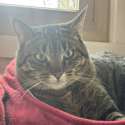 DUCK - Domestic Short Hair available for adoption