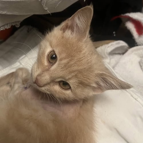 BIFF - Domestic Short Hair available for adoption