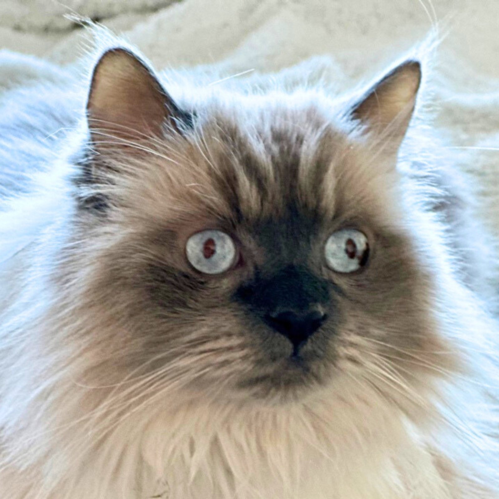 LIBERACE - Domestic Long Hair / Himalayan available for adoption