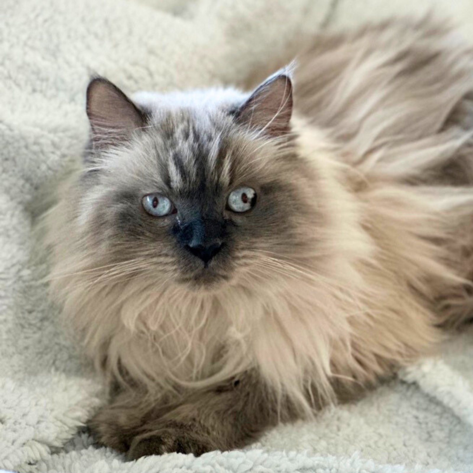 LIBERACE - Domestic Long Hair / Himalayan available for adoption