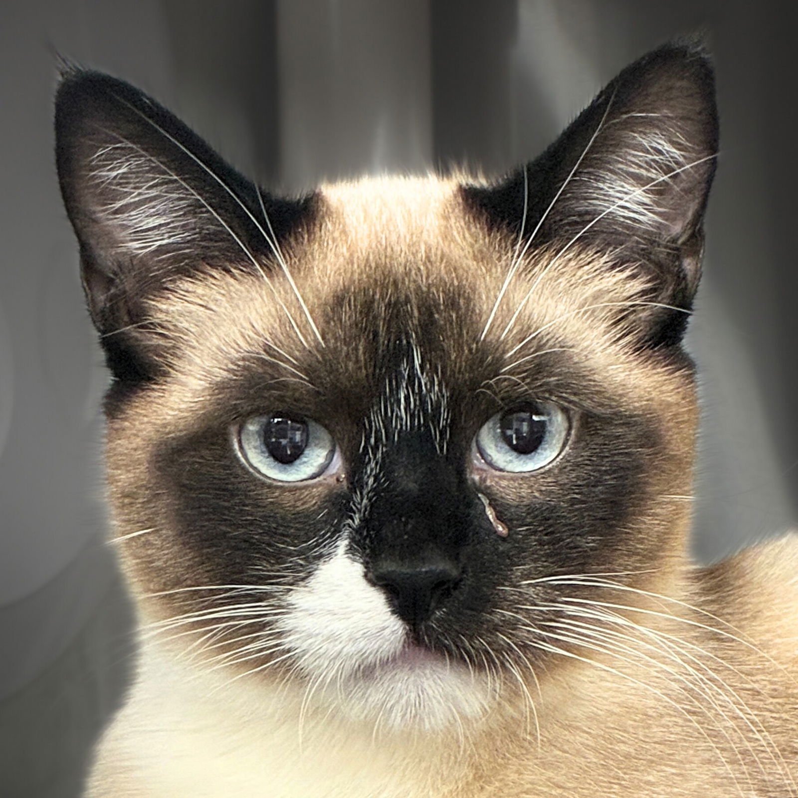WILLIE NELSON - Domestic Short Hair / Snowshoe available for adoption