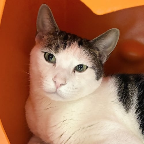 CROCUS - Domestic Short Hair available for adoption