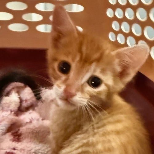 COMET - Domestic Short Hair available for adoption