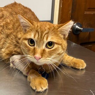 JOEY - Domestic Short Hair available for adoption