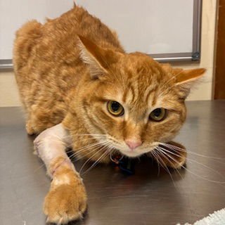 JOEY - Domestic Short Hair available for adoption