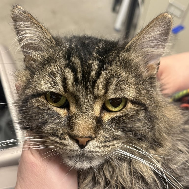 Rufio Image