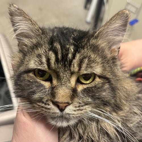 RUFIO - Domestic Medium Hair / Maine Coon available for adoption