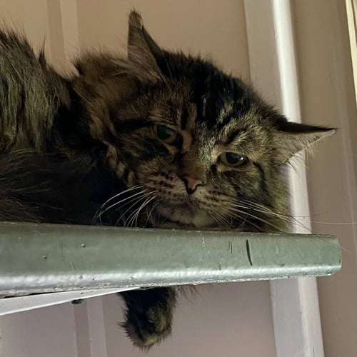 RUFIO - Domestic Medium Hair / Maine Coon available for adoption