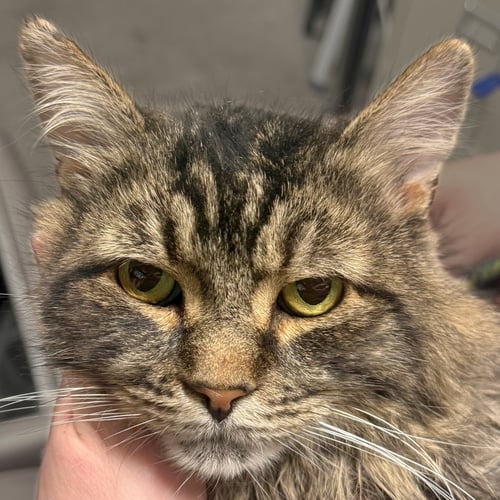 RUFIO - Domestic Medium Hair / Maine Coon available for adoption