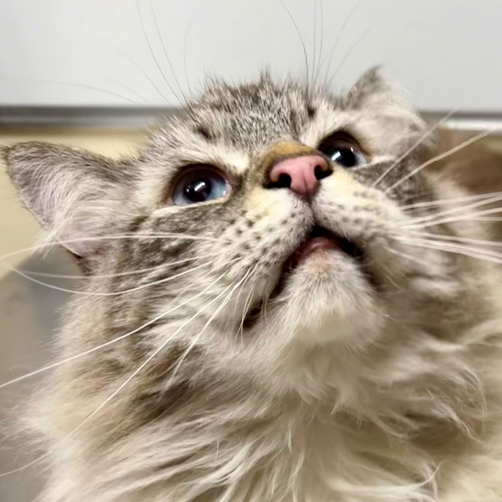 MR. FLUFF A DUFF - Domestic Long Hair / Himalayan available for adoption