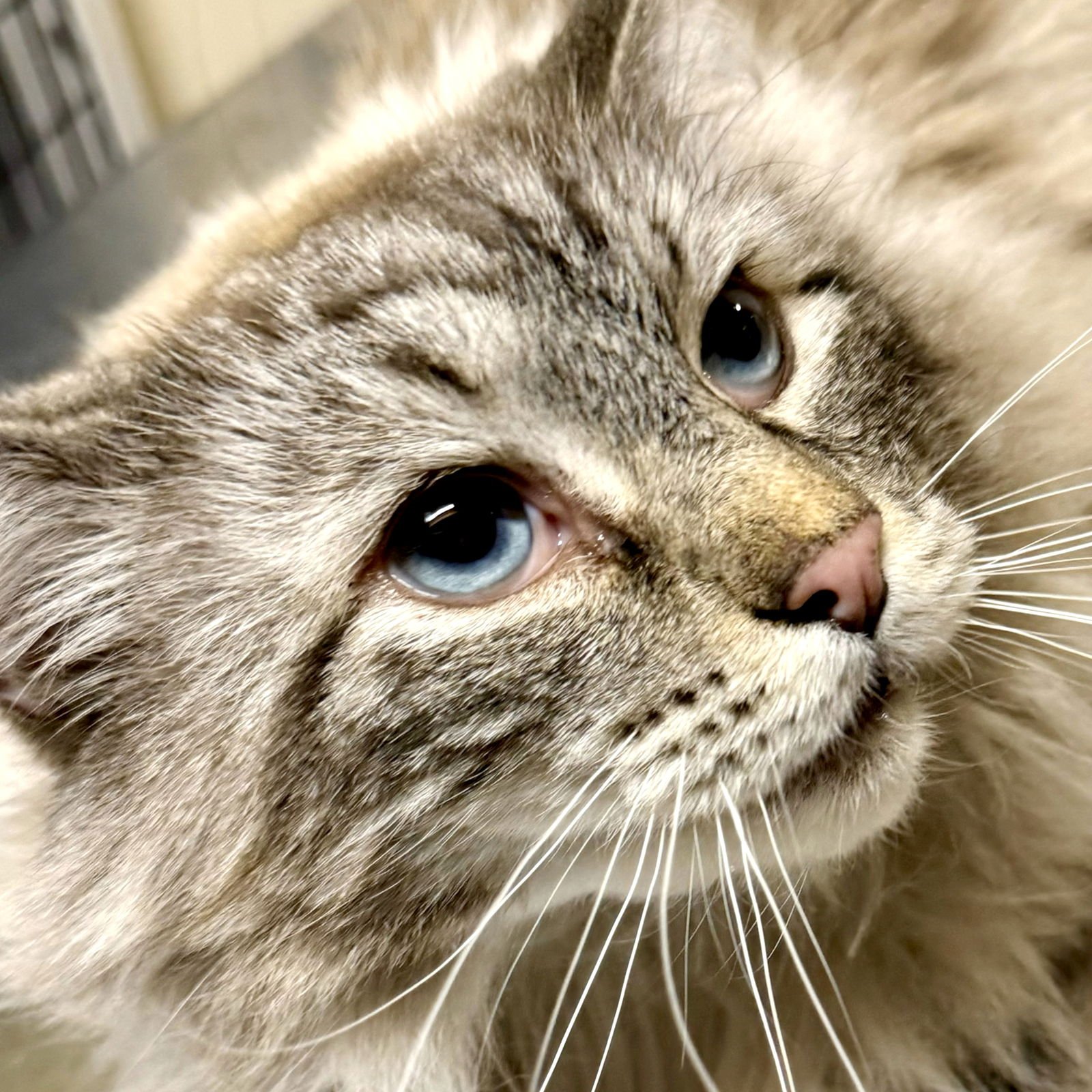 Mr. Fluff a Duff - Photo 3