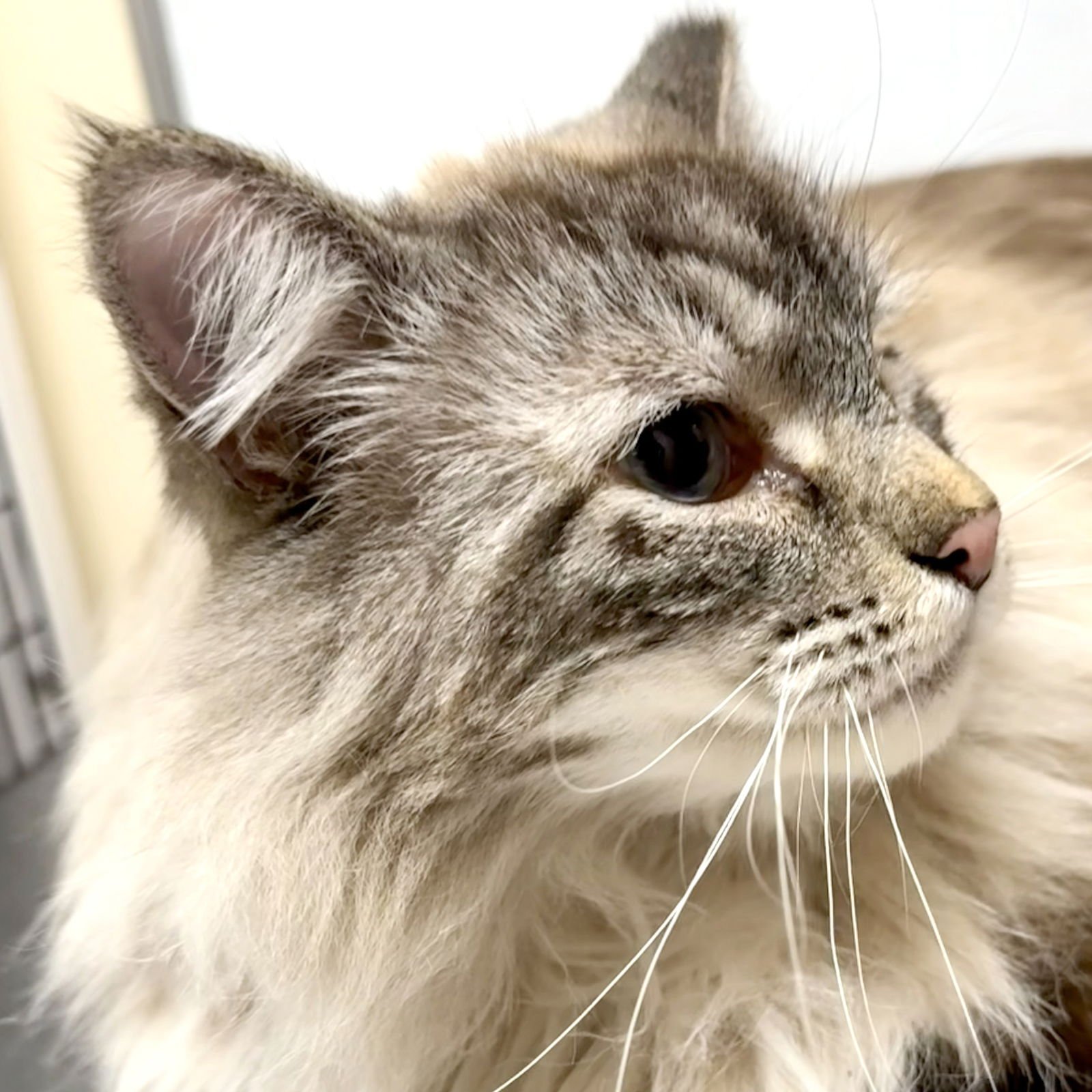 Mr. Fluff a Duff - Photo 4