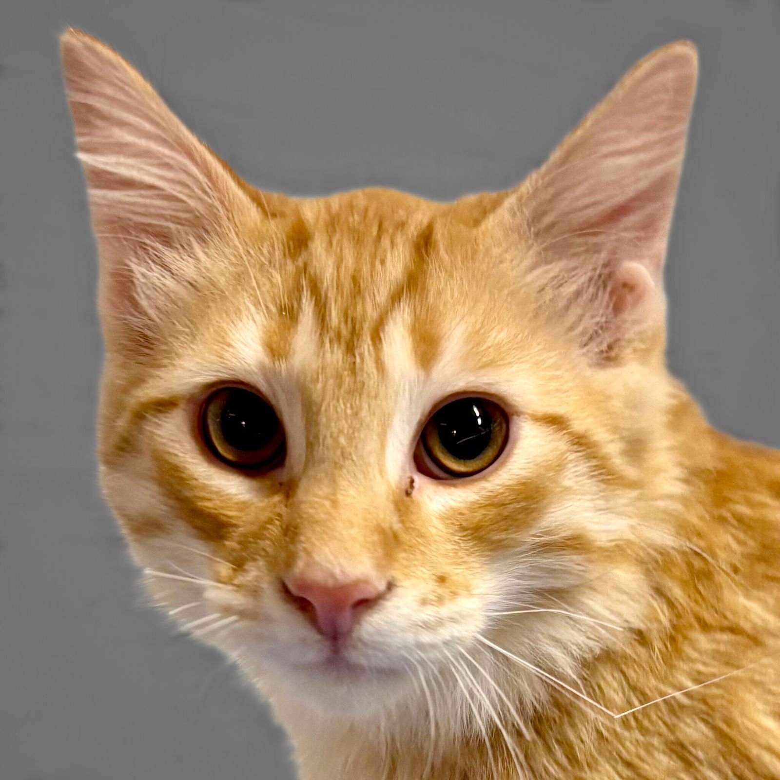 CHEDDAR - Domestic Medium Hair available for adoption