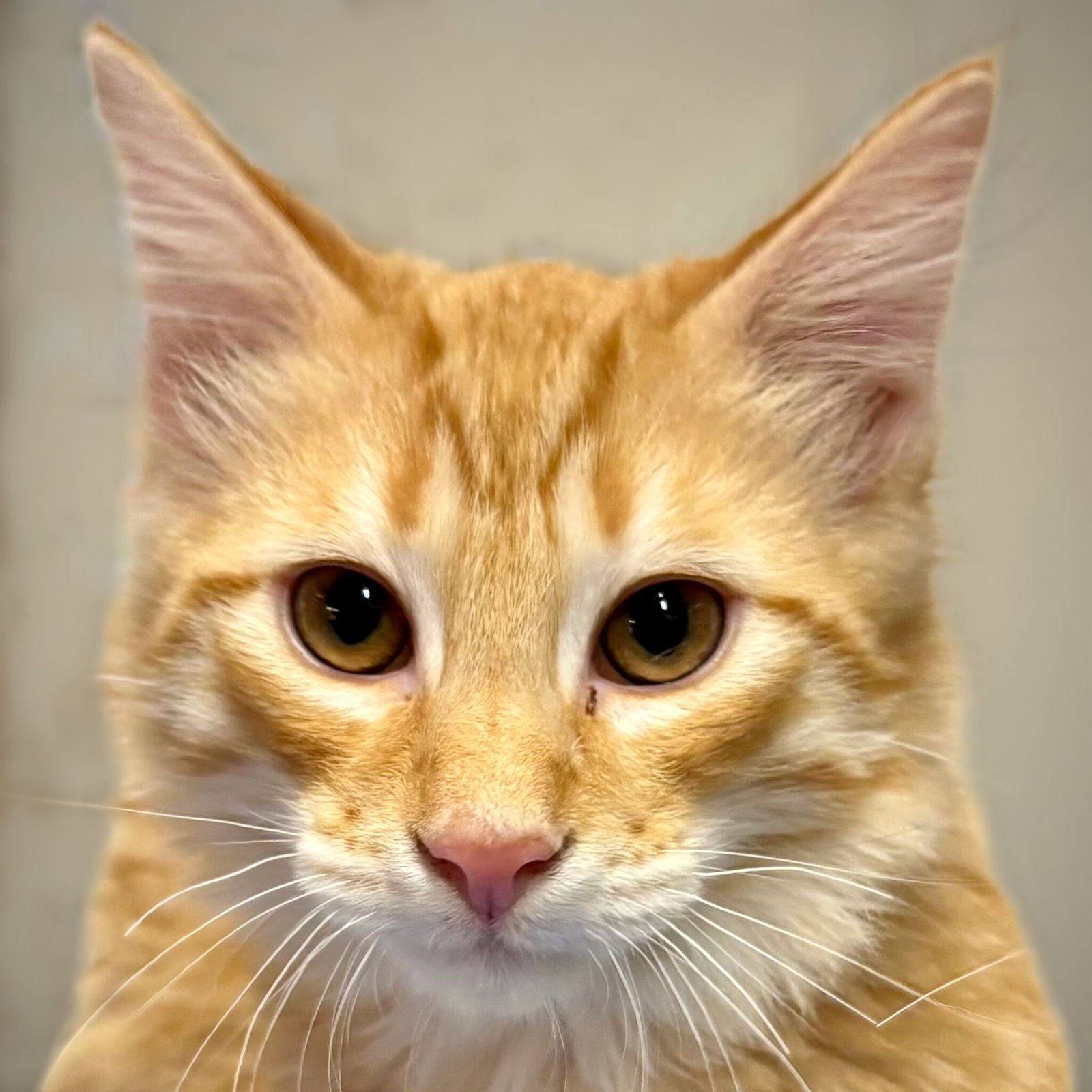 CHEDDAR - Domestic Medium Hair available for adoption