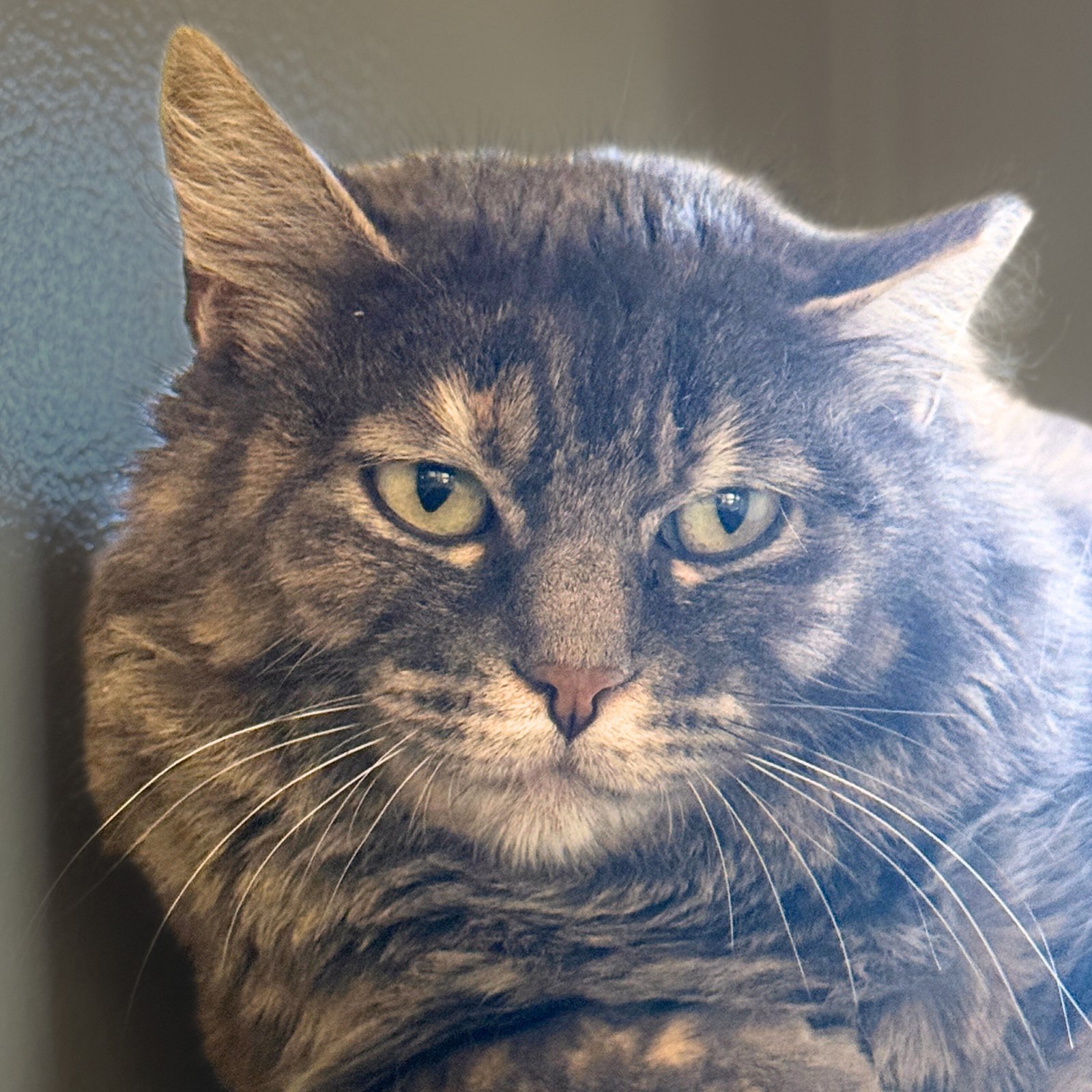 CAPUCHIN - Domestic Short Hair available for adoption