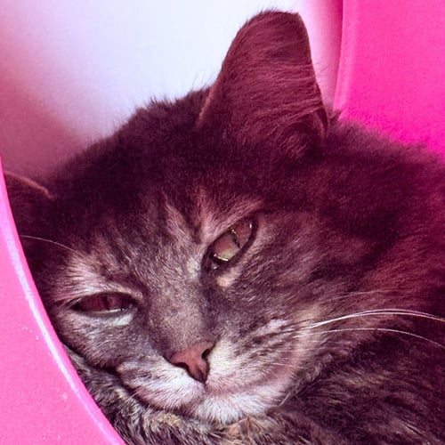 CAPUCHIN - Domestic Short Hair available for adoption