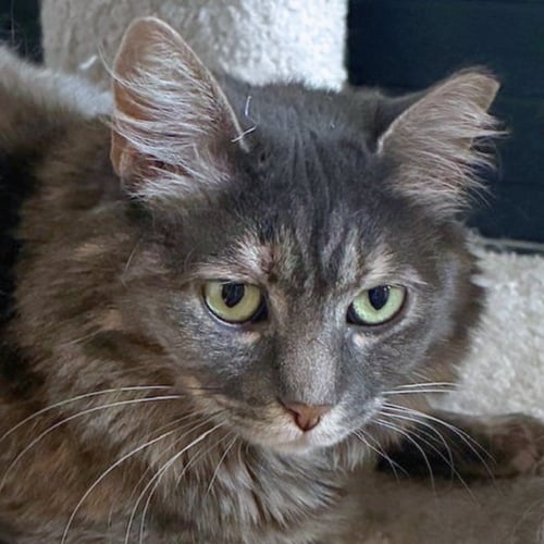 CAPUCHIN - Domestic Short Hair available for adoption