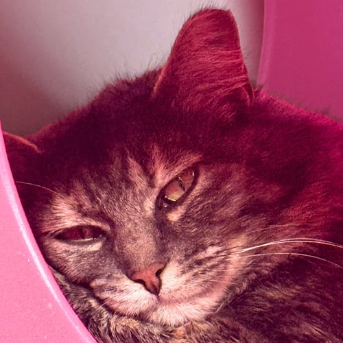 CAPUCHIN - Domestic Short Hair available for adoption