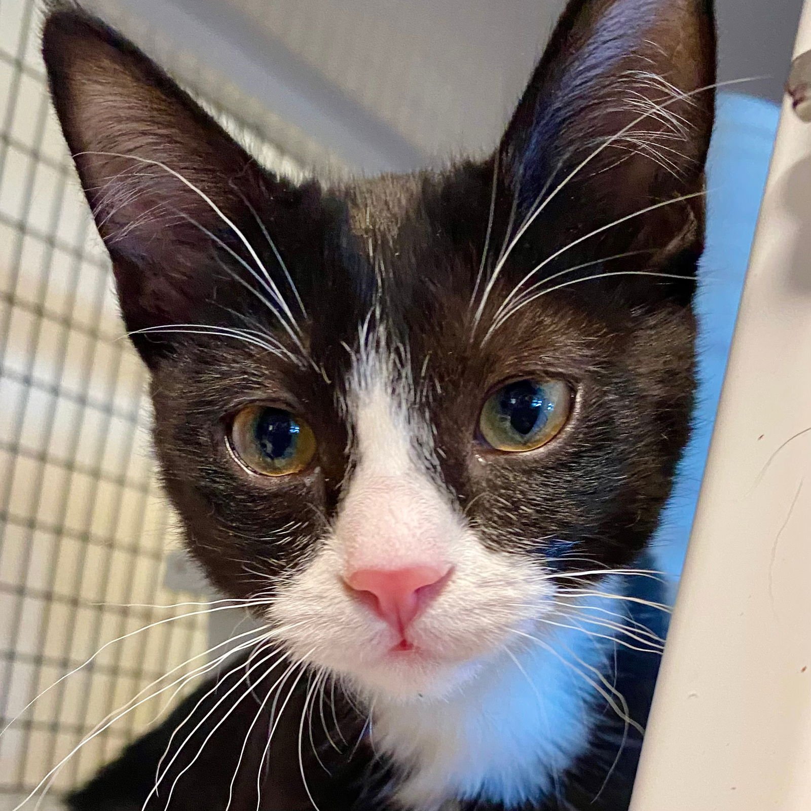 MARZIPAN - Domestic Short Hair available for adoption