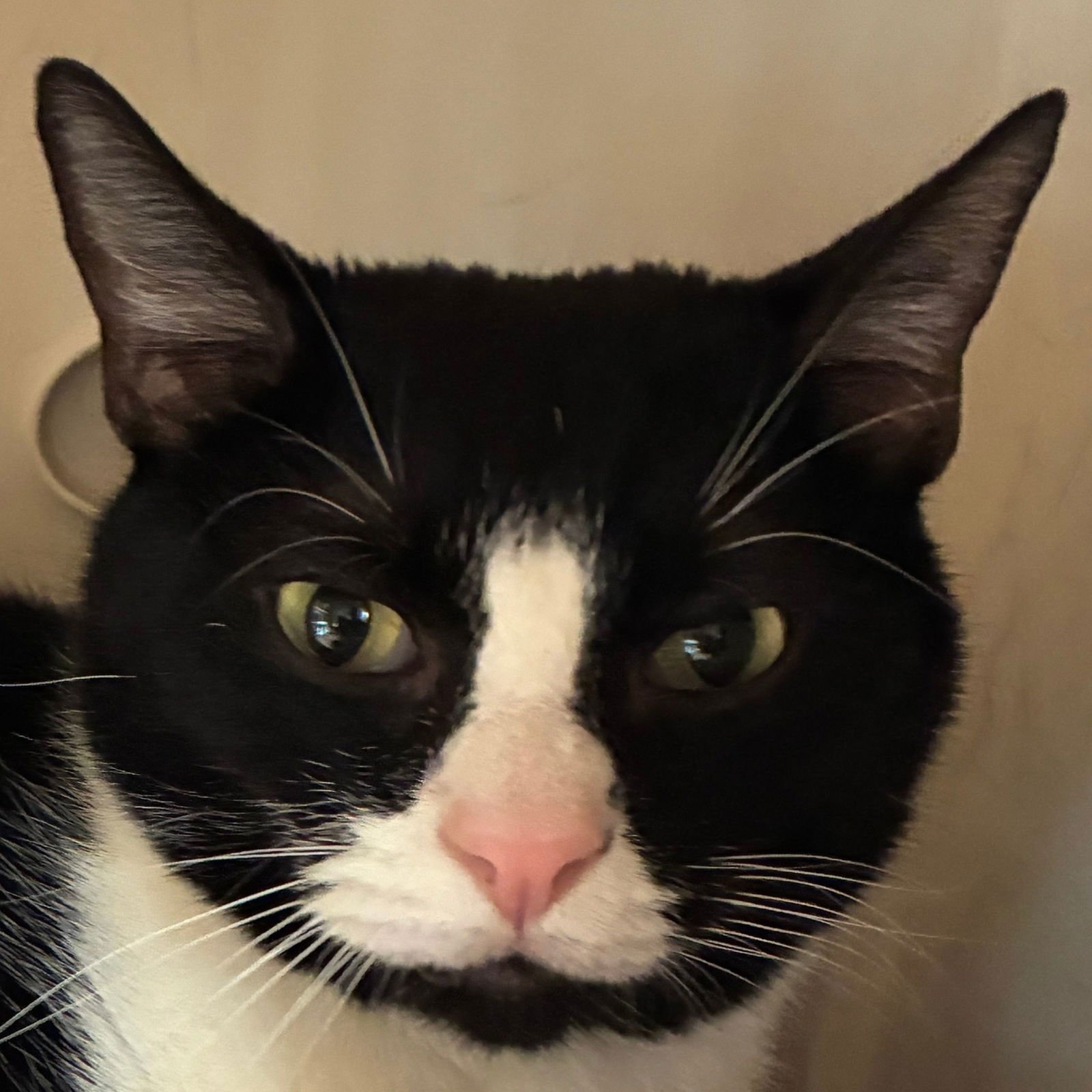 BEANIE - Domestic Short Hair available for adoption