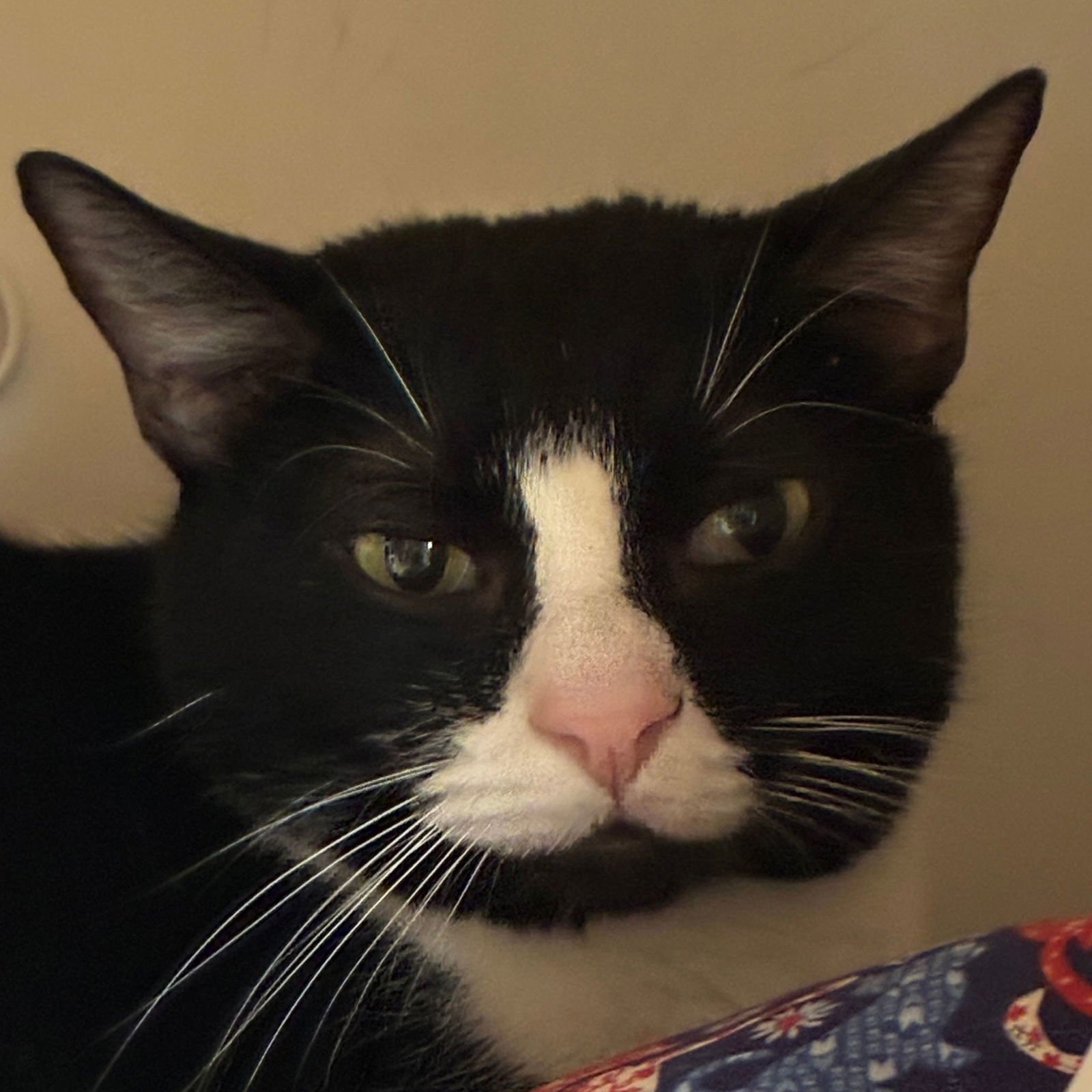 BEANIE - Domestic Short Hair available for adoption