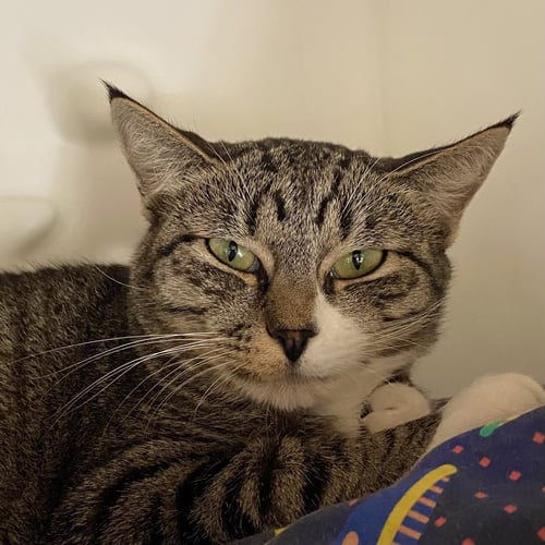 CHESS - Domestic Short Hair / Domestic Short Hair available for adoption