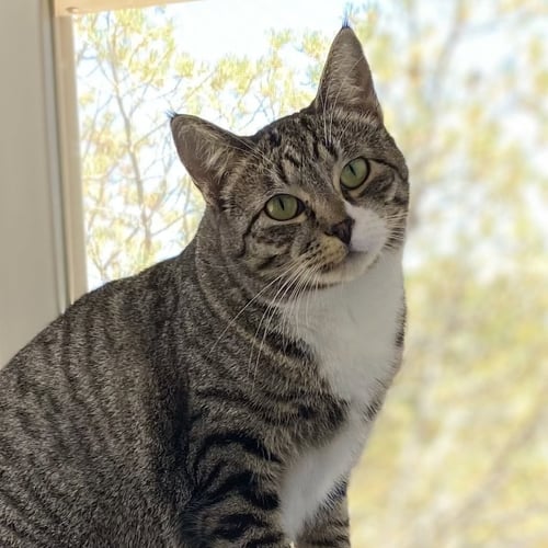 CHESS - Domestic Short Hair / Domestic Short Hair available for adoption