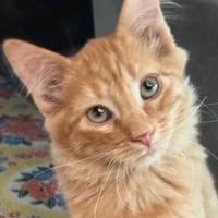 Reggie - Photo 3