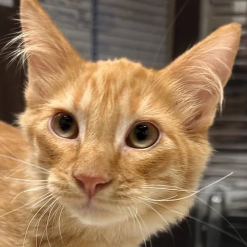 REGGIE - Domestic Medium Hair available for adoption