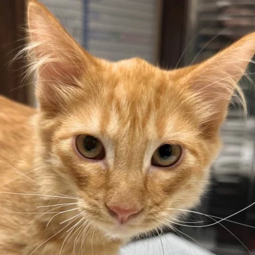 REGGIE - Domestic Medium Hair available for adoption