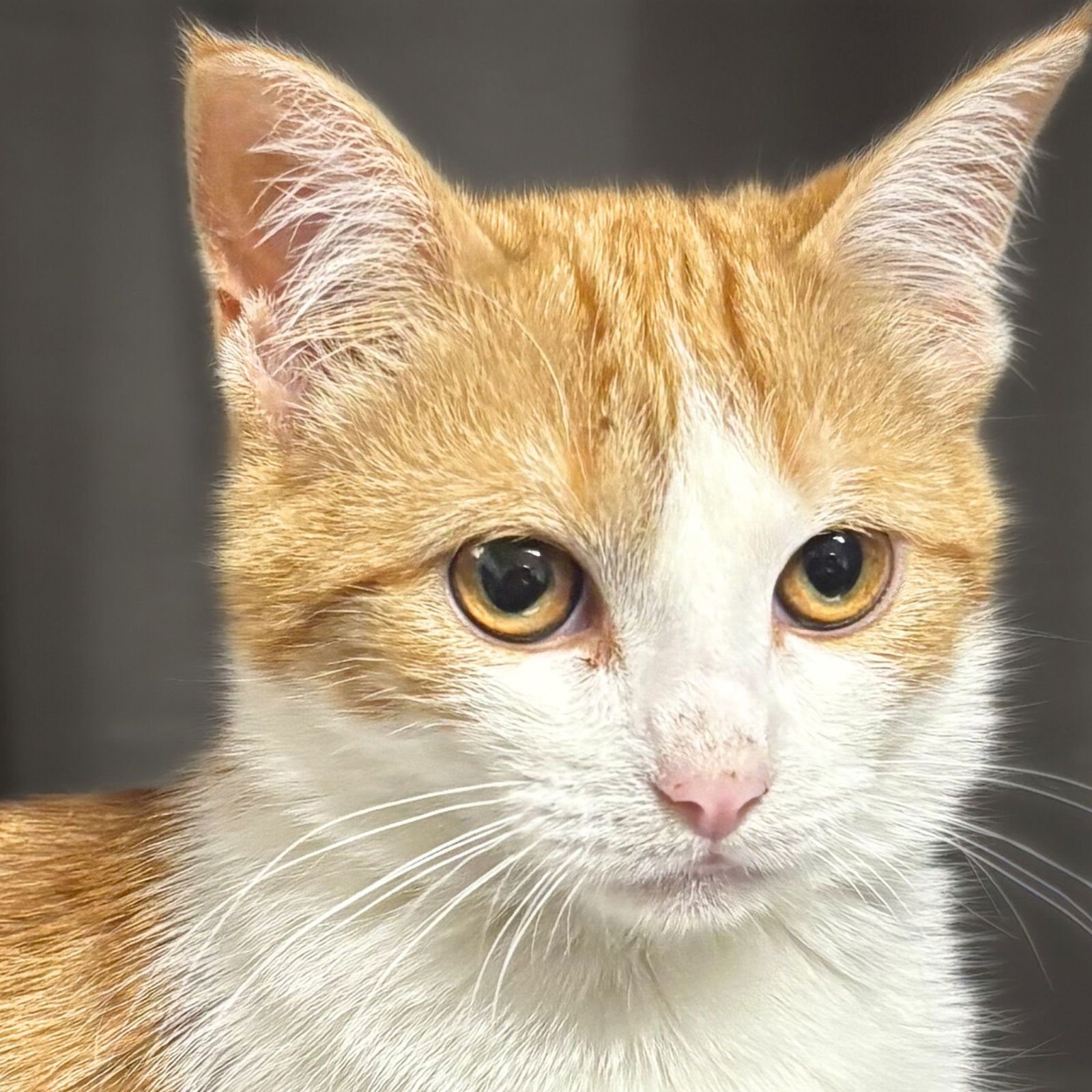 DAWN - Domestic Short Hair available for adoption