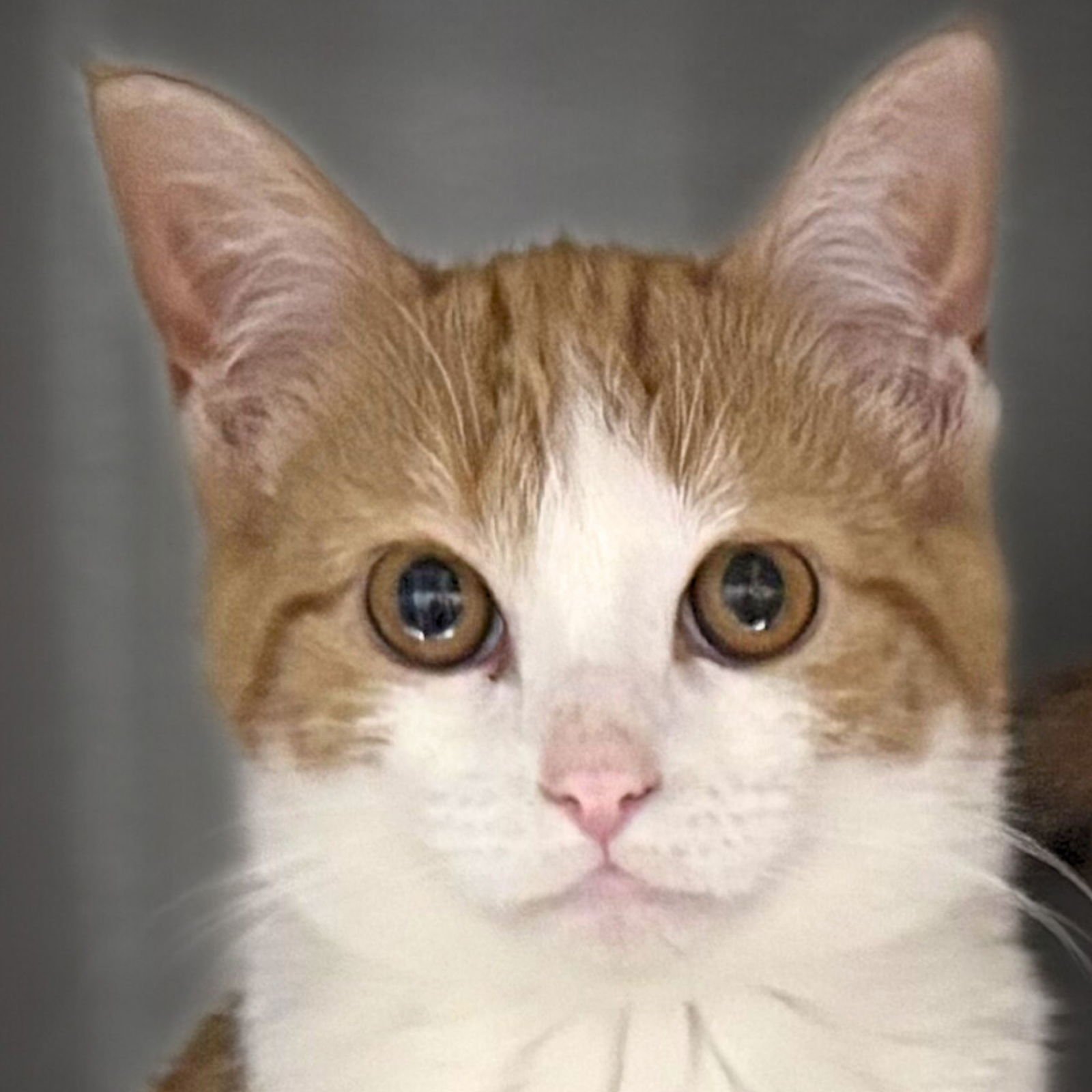 DAWN - Domestic Short Hair available for adoption