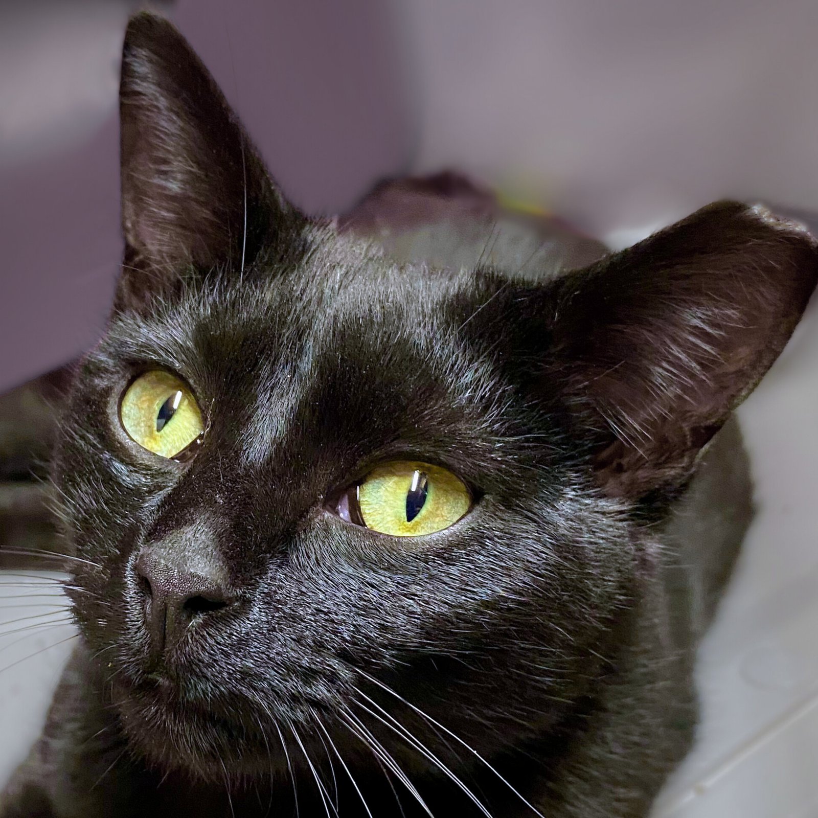 ORMSBY - Domestic Short Hair available for adoption