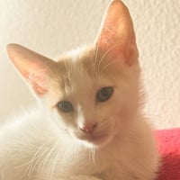 Legolas - Photo 1