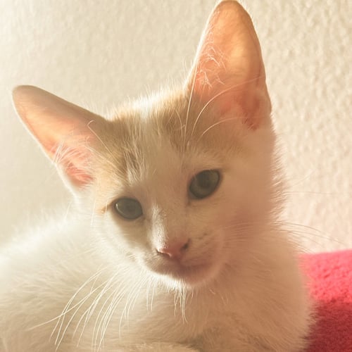 LEGOLAS - Domestic Short Hair available for adoption