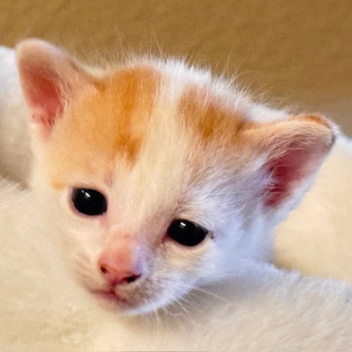 LEGOLAS - Domestic Short Hair available for adoption